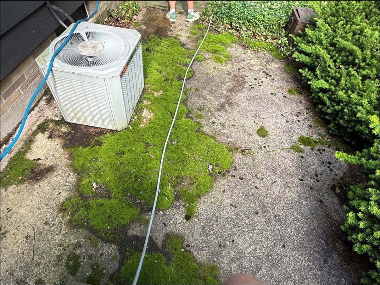Before, a concrete walkway covered in thick green moss